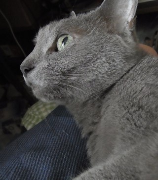 「猫だらけ」