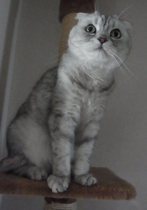 「猫だらけ」