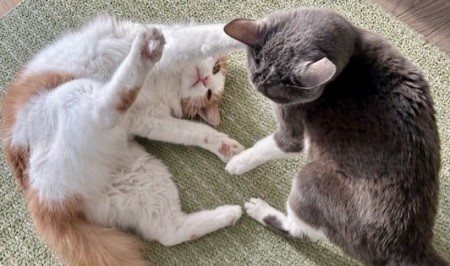 1a921909-af92-408c-884d-218337aa706e