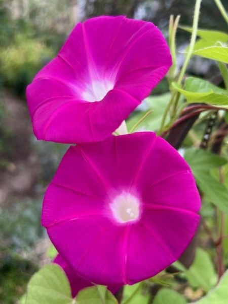thumbnail_IMG_1120