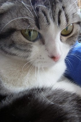 「猫だらけ」