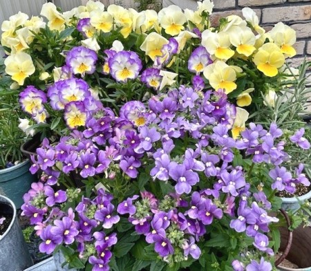 thumbnail_IMG_7149 (1)