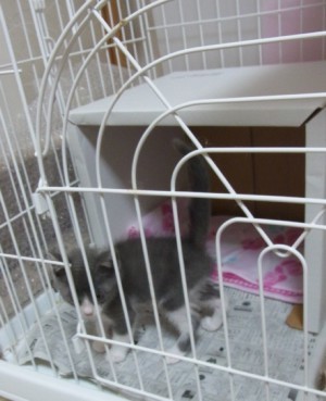 「猫だらけ」