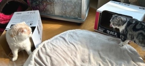 thumbnail_IMG_2448 (2)