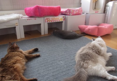 「猫だらけ」