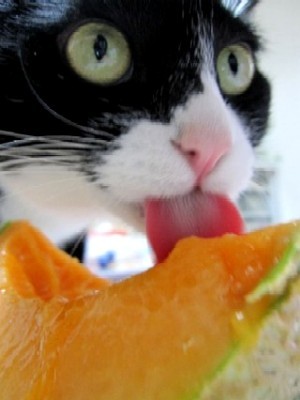 「猫だらけ」