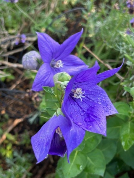 thumbnail_IMG_2977 (1)