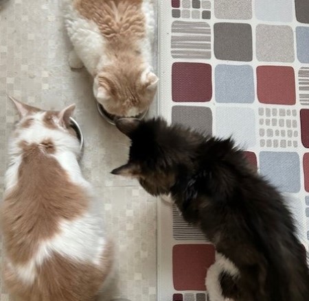 thumbnail_IMG_7814 (1)