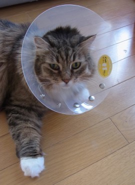 「猫だらけ」