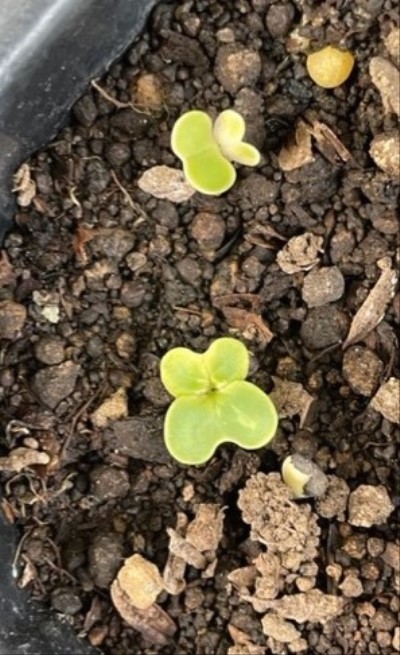 thumbnail_IMG_0357