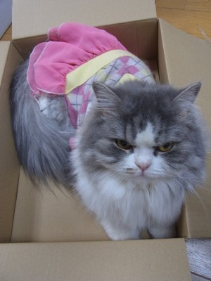 「猫だらけ」