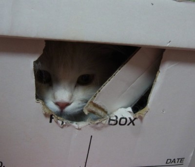 「猫だらけ」