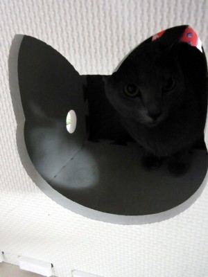 「猫だらけ」