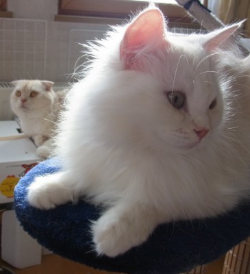 「猫だらけ」