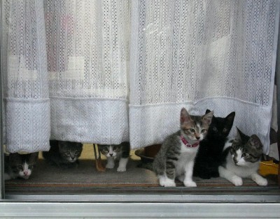 「猫だらけ」