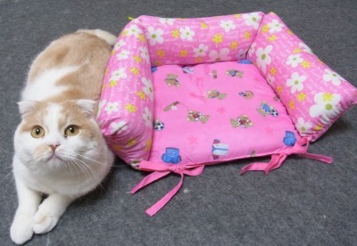 「猫だらけ」