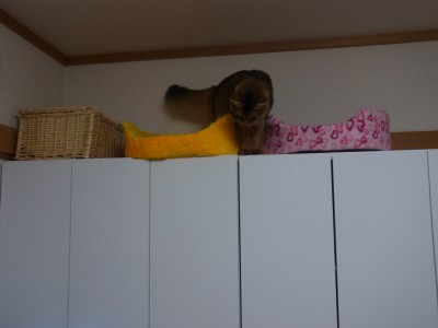 「猫だらけ」