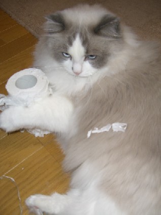 ティファニー１月２９日