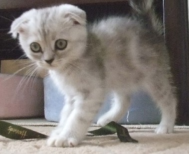「猫だらけ」