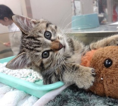「猫だらけ」