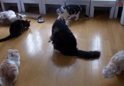 「猫だらけ」