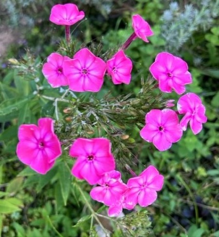 thumbnail_IMG_7666