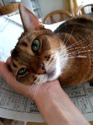 「猫だらけ」