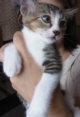 「猫だらけ」