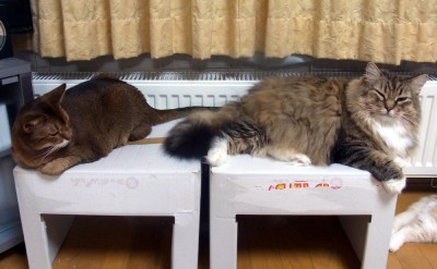 「猫だらけ」