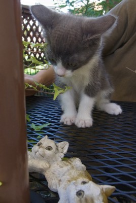 「猫だらけ」