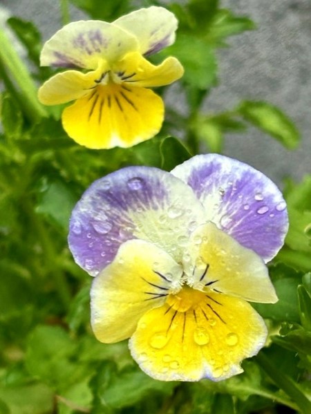 thumbnail_IMG_3454