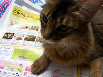 「猫だらけ」