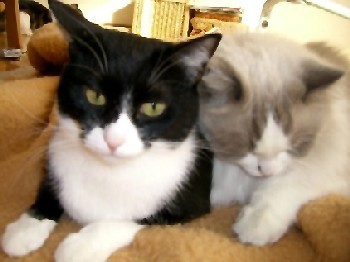 「猫だらけ」