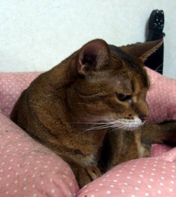 「猫だらけ」
