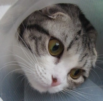 「猫だらけ」