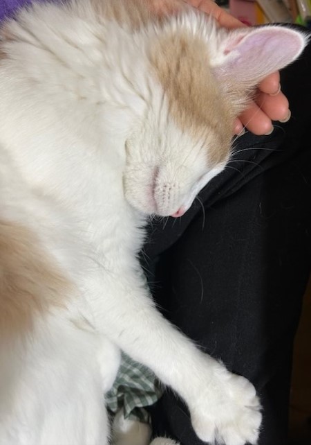 thumbnail_IMG_7486 (1)