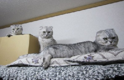 「猫だらけ」
