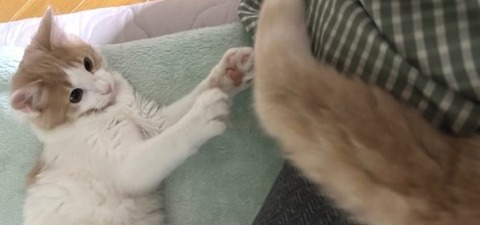 thumbnail_IMG_1719