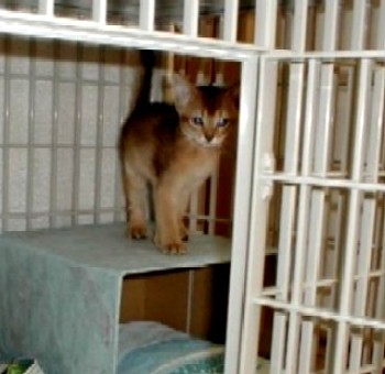 「猫だらけ」