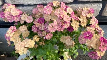 thumbnail_IMG_3664