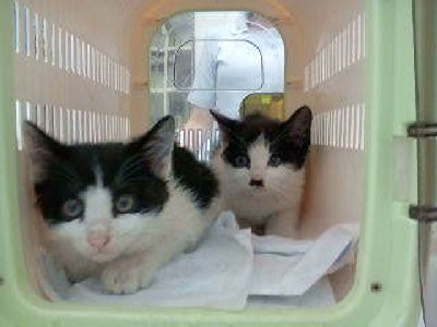 「猫だらけ」