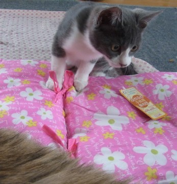 「猫だらけ」
