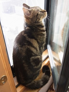 「猫だらけ」