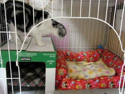 「猫だらけ」