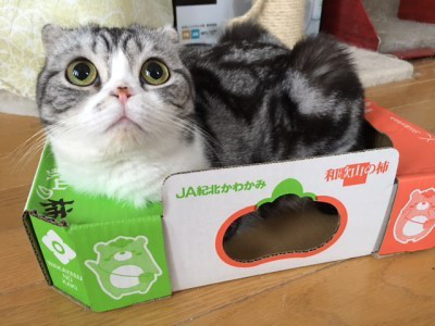 o0400030013775233269