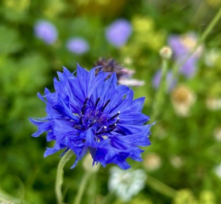 thumbnail_IMG_8680 (1)