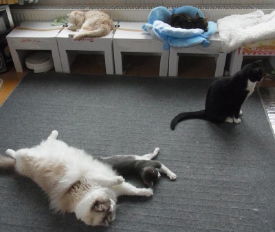 「猫だらけ」