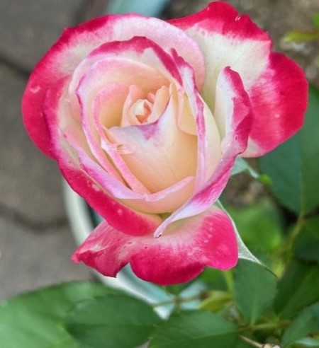thumbnail_IMG_6315 (1)
