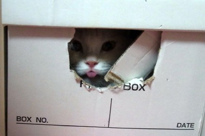 「猫だらけ」