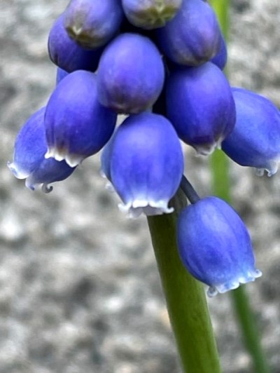 thumbnail_IMG_9617